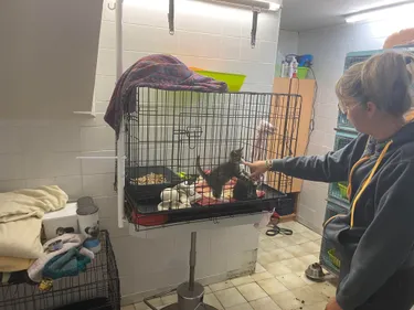 L’appel à l’aide de la SPA de Saint-Omer face aux abandons de chats