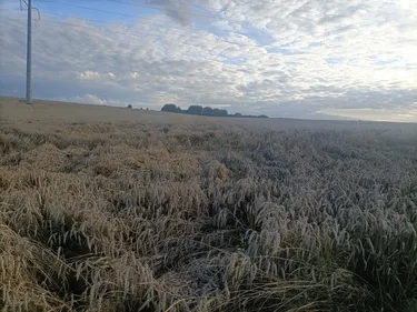 Les productions légumières largement impactées par la météo...