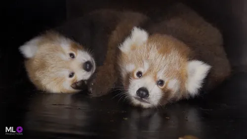Deux bébés pandas roux font la fierté de Biotopia