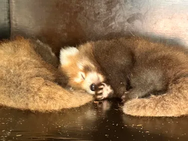 Deux bébés pandas roux viennent de naître à Biotopia