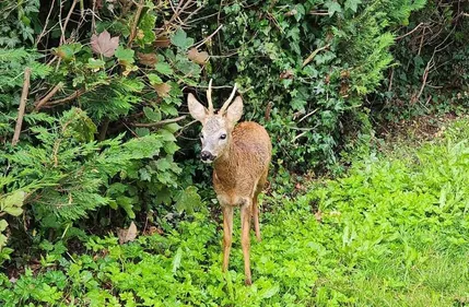 Un chevreuil à Steenvoorde, une vache à Aire-sur-la-Lys, quand les...