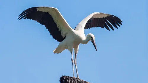 De passage ou nicheuses, les cigognes de plus en plus nombreuses...