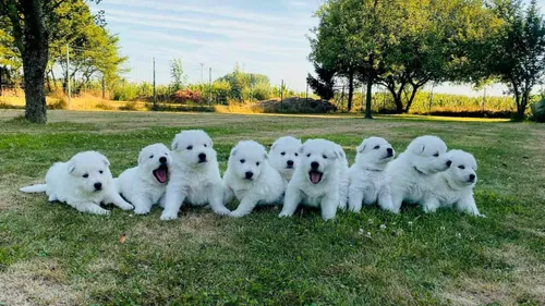Le salon animaflore de retour ce dimanche à Bailleul
