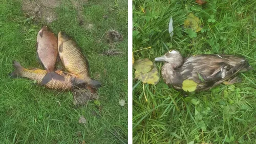 Des dizaines de poissons morts dans la Liane, "une catastrophe...