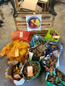 Côte d'Opale: 2 individus interpellés pour vols de pommes de terre...