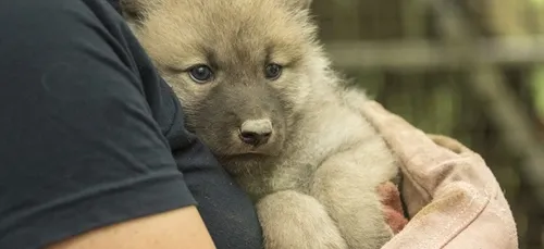 De nouveaux pensionnaires au parc animalier de Sainte-Croix