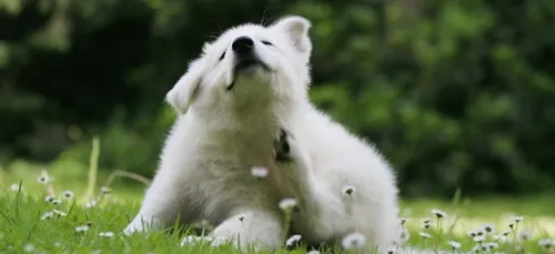Il fait bon vivre avec son chien à Metz et à Nancy