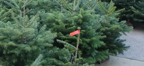 Où acheter votre sapin de Noël à Metz ?