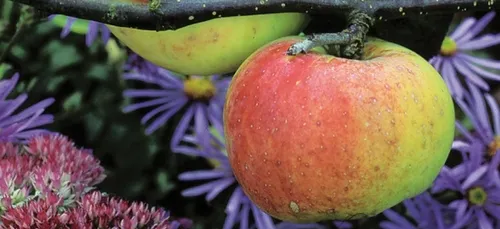 Vente de plants fruitiers aux Jardins de Laquenexy à partir du 17...