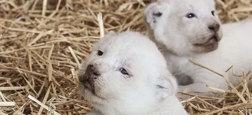 Naissance de 4 lionceaux blancs au Zoo d'Amnéville
