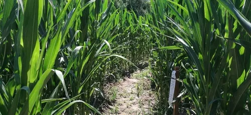 A la découverte du labyrinthe de Freistroff
