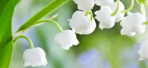 Vente du muguet : rappel de la réglementation