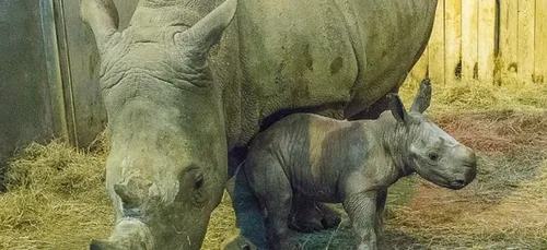 Naissance d'un rhinocéros blanc au Zoo d'Amnéville