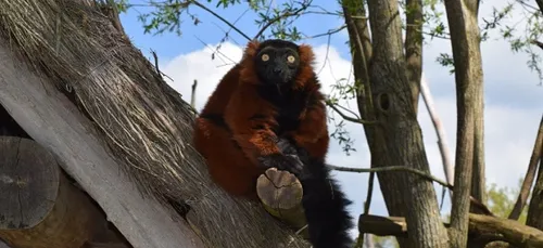 Saison record en 2016 et des nouveautés en 2017 pour le Parc de...