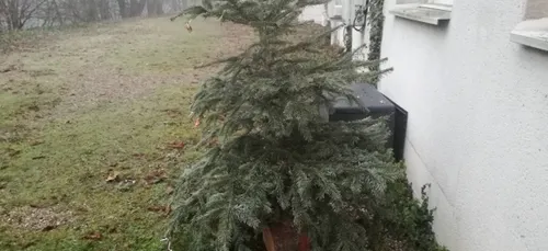 Collecte des sapins de Noël dans le Grand Nancy