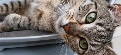 La SPA d'Arry lance un appel à l'adoption