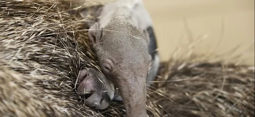 Naissance d'un bébé fourmilier au zoo d'Amnéville