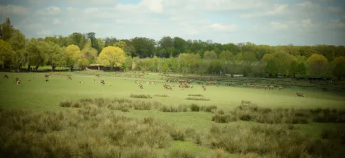 Nouveau record de fréquentation pour le Parc Animalier de Sainte-Croix