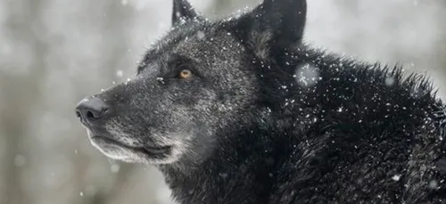Nouveau record de fréquentation pour le Parc de Sainte-Croix