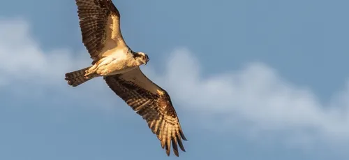 Malzéville: un joggeur attaqué par des buses
