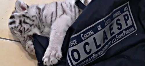 Lorraine : Un mosellan détenait un bébé tigre blanc