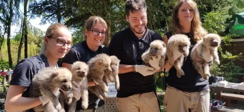 Bienvenu aux 7 louveteaux arctiques nés au zoo d'Amnéville