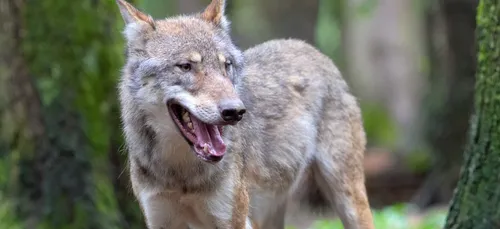 Meurthe-et-Moselle : le seul loup de la région va être abattu