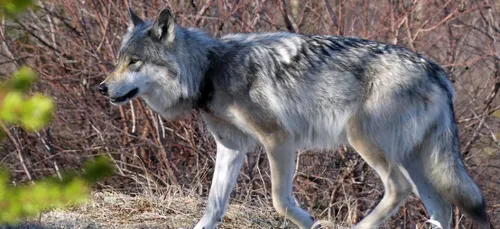 Une pétition est lancée pour sauver le loup de Meurthe-et-Moselle