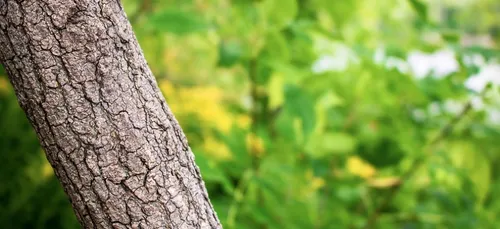 Metz va planter 20 000 arbres d'ici 2030