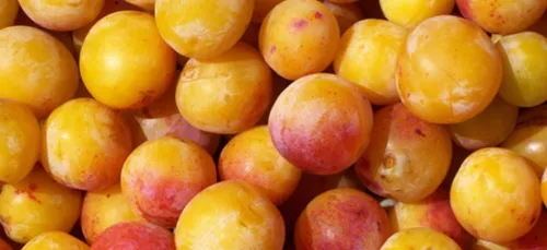 Lorraine : la récolte officielle 2019 des Mirabelles ça commence le...