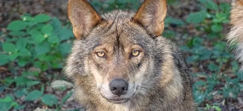 Meurthe-et-Moselle : le loup de retour?