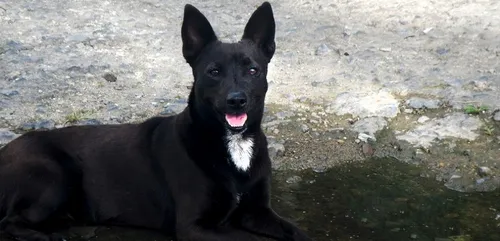 Lorraine : un chien meurt abandonné à un poteau