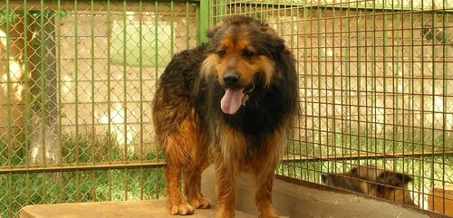 Arry : Le refuge de la SPA ouvre ses portes ce week-end