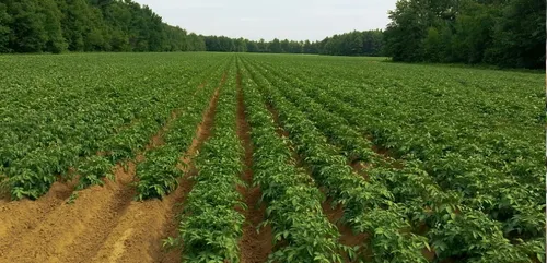 Glyphosate : le Luxembourg interdit le produit