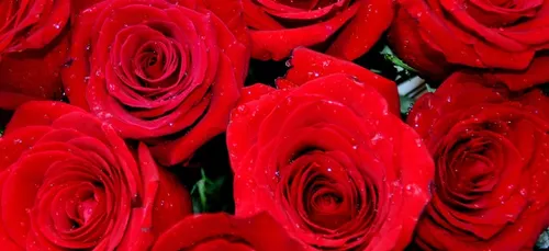 Coronavirus : le rassemblement « Une rose un espoir » reporté en...