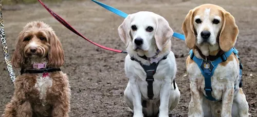 SPA: le Coronavirus "n’atteint pas les animaux de compagnie"