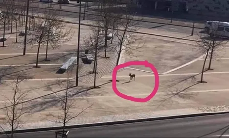 Metz: un chevreuil Place Mazelle?