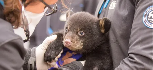Parc de Sainte-Croix: la naissance deux oursonnes noires