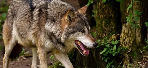 Vosges : un loup auteur d'une vingtaine d'attaques mortelles abattu