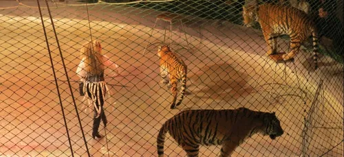 Les animaux sauvages bientôt interdits dans les cirques en France