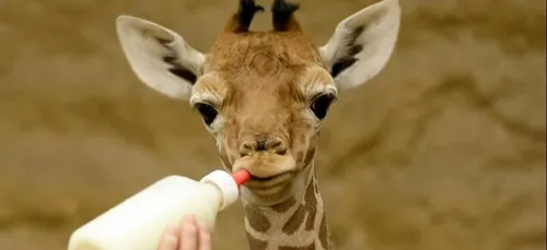 Pour la première fois, un bébé girafe est né au zoo d'Amnéville !