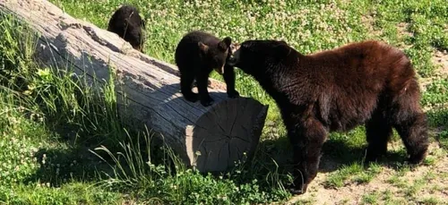 Parc de Sainte-Croix: réélu meilleur "zoo et parc animalier" de France