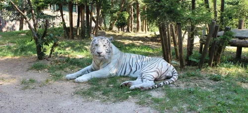 Zoo d'Amnéville: le Tiger World c'est terminé