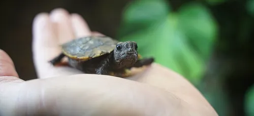 Zoo d'Amnéville: naissance d'une tortue, un "moment rare et...
