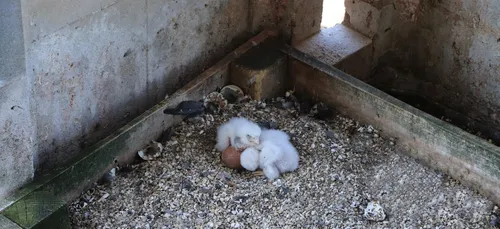 Saint-Nicolas de Port : Naissance de faucons pèlerins