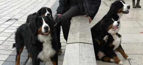 Metz et Nancy dans le Top 20 des villes où il fait bon avoir un chien