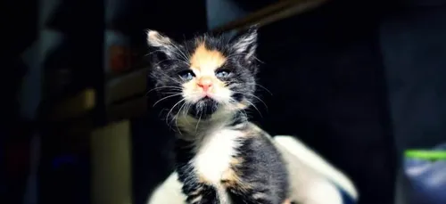 Liberté Animale: une collecte alimentaire spéciale chats et chatons...