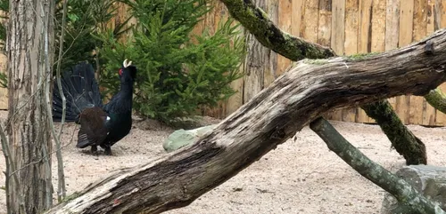 Le Parc de Sainte-Croix : Une volière immersive pour les grands...