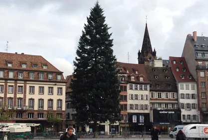 INSOLITE | Ça sent le sapin pour le grand sapin de Strasbourg !