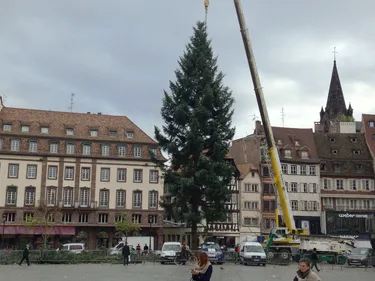 STRASBOURG | La saga du grand sapin se poursuit !
